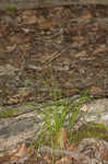 Eastern star sedge